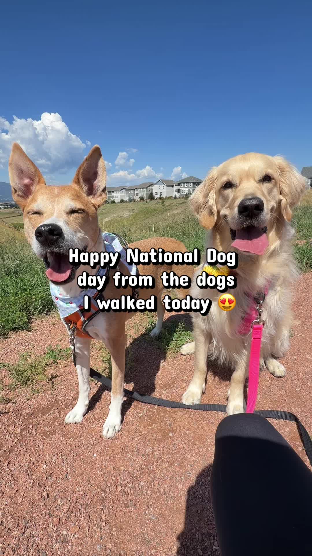 @Colorado Springs Dog Walker