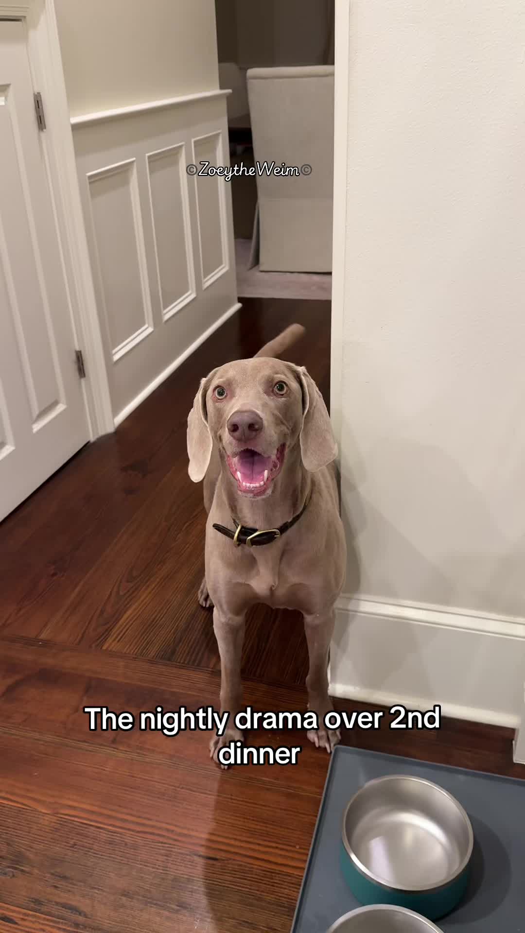 @Zoey the Weim