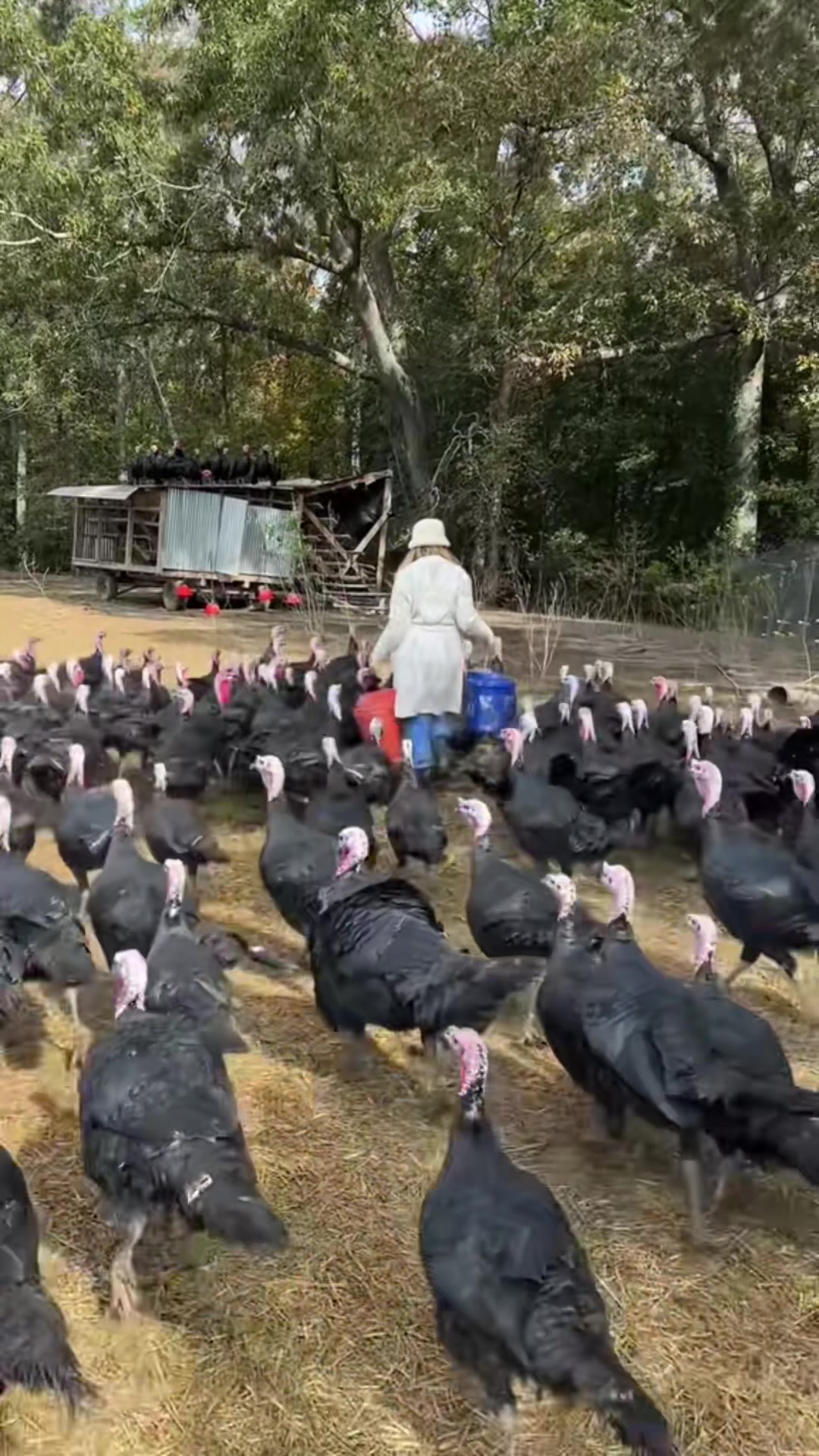 @farmerandtheharpiist