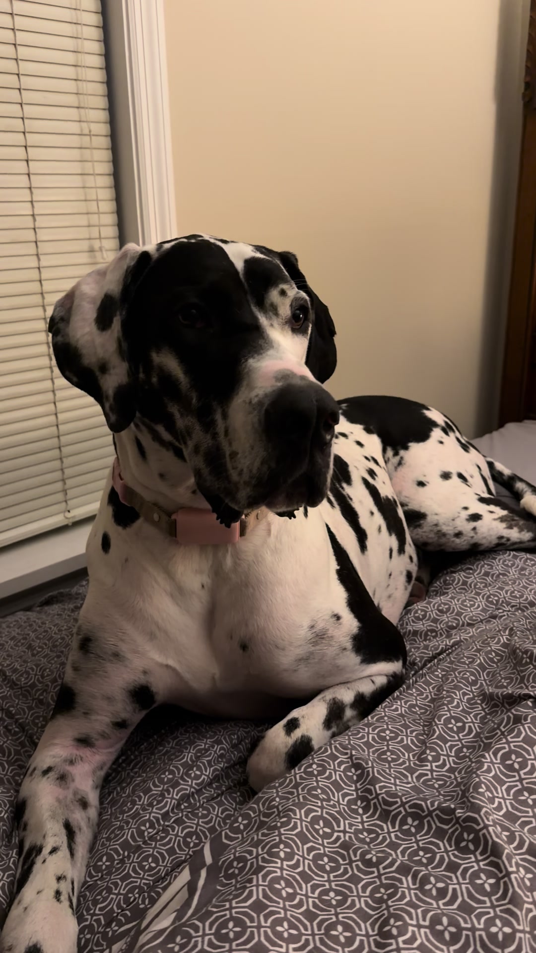 @MBJK just a dog giving smiles