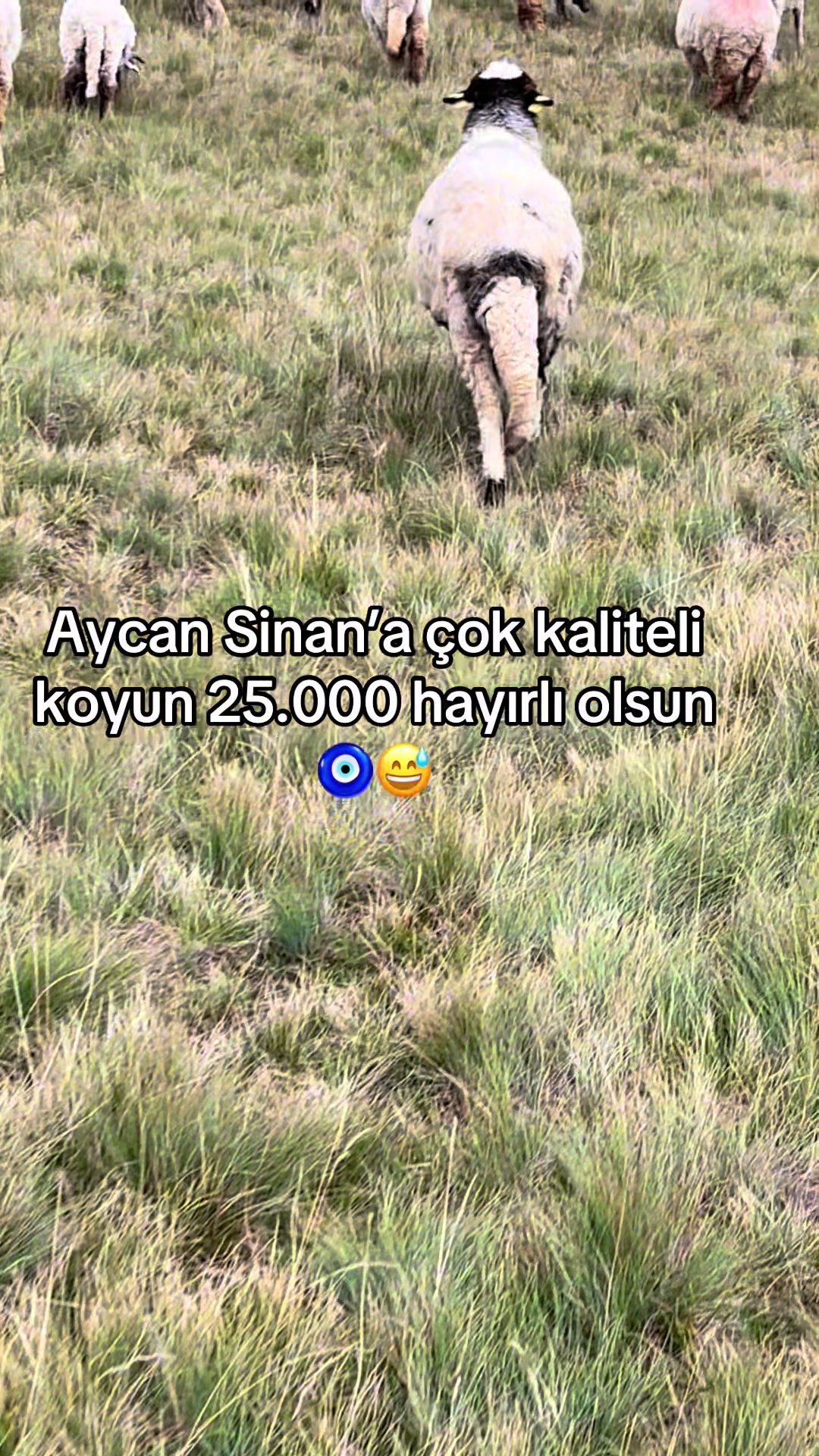 @karagozkoyunculuk2852