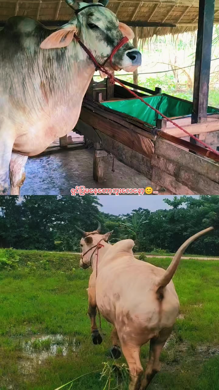 @Ãřűñâčĥâ£âm🔰Thevar🔰