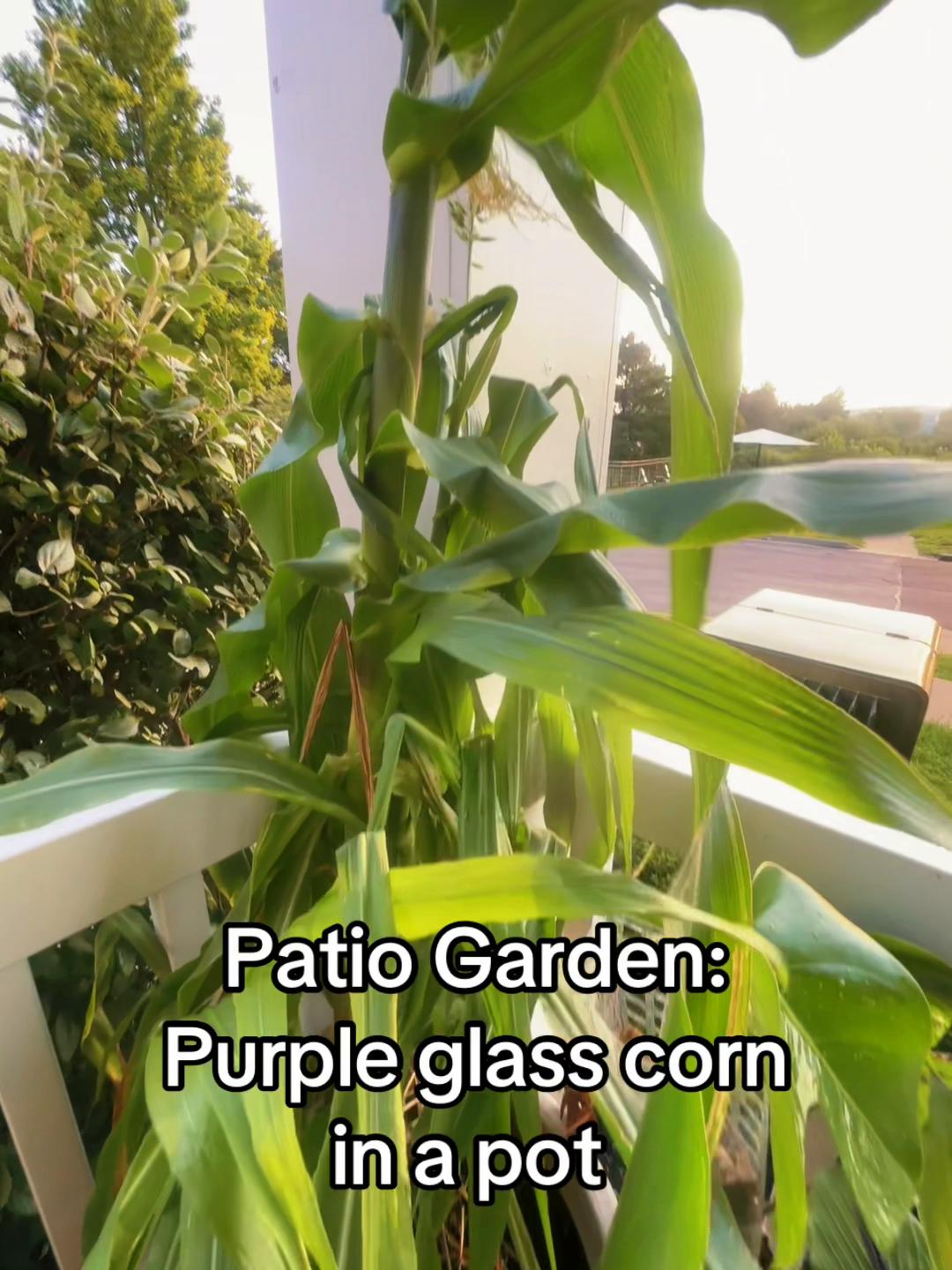 @greengirlgardens