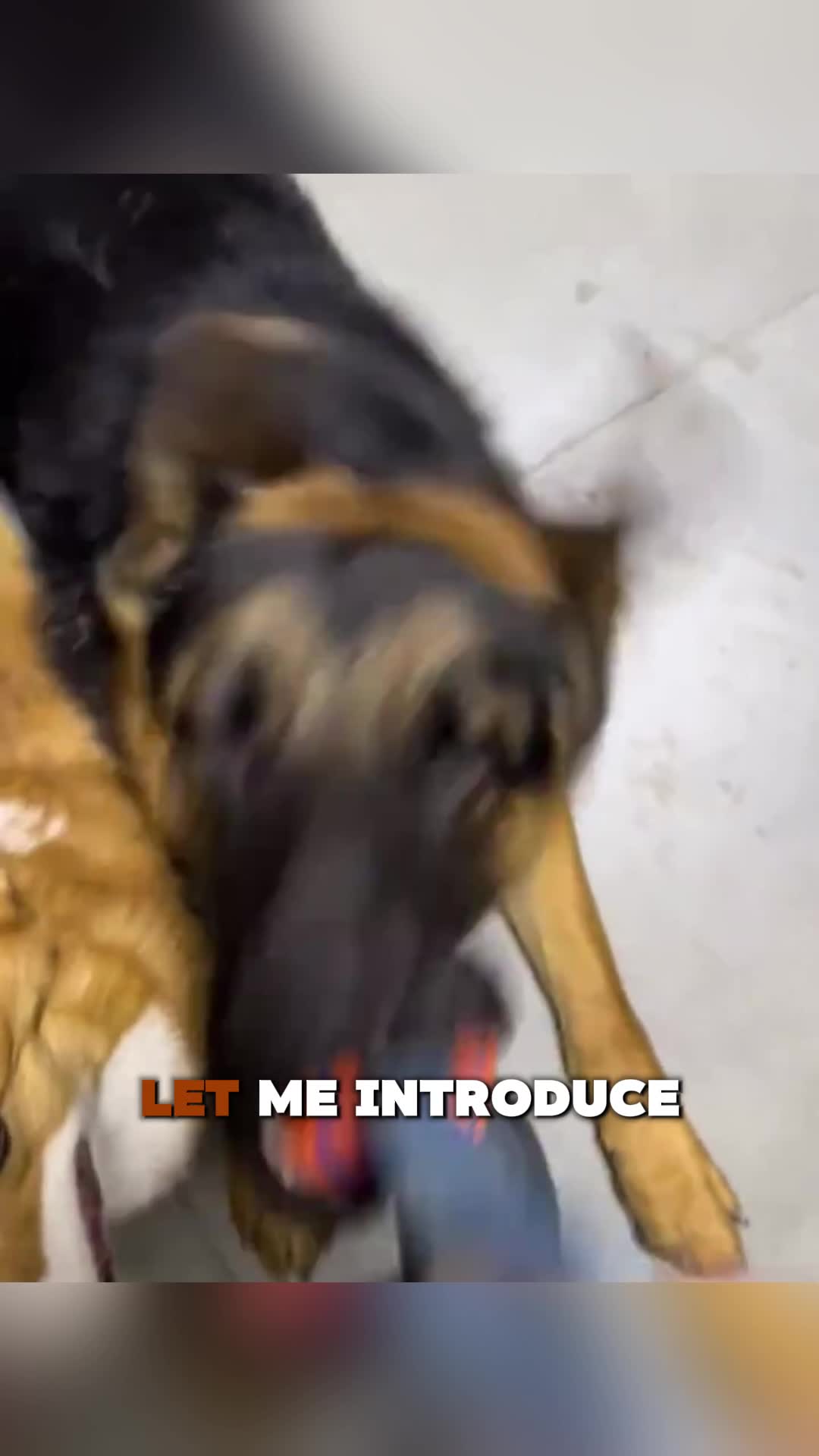 @PawblemsDaily