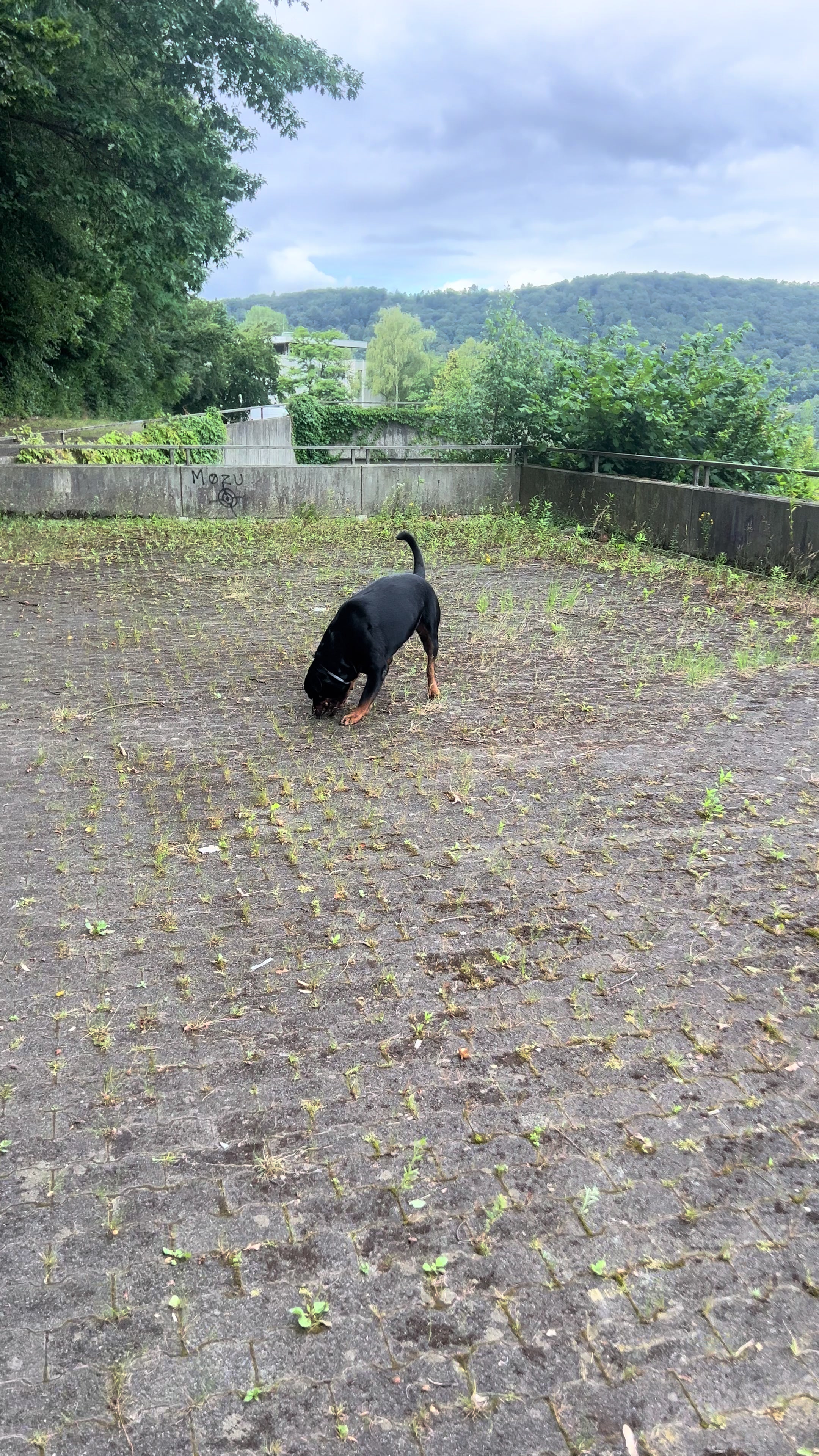 @Lucifer_Rottweiler