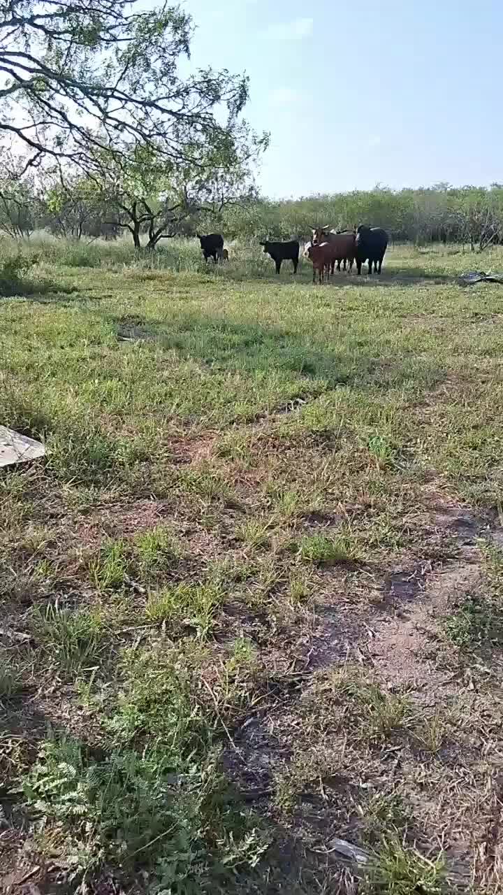 @mousie3362