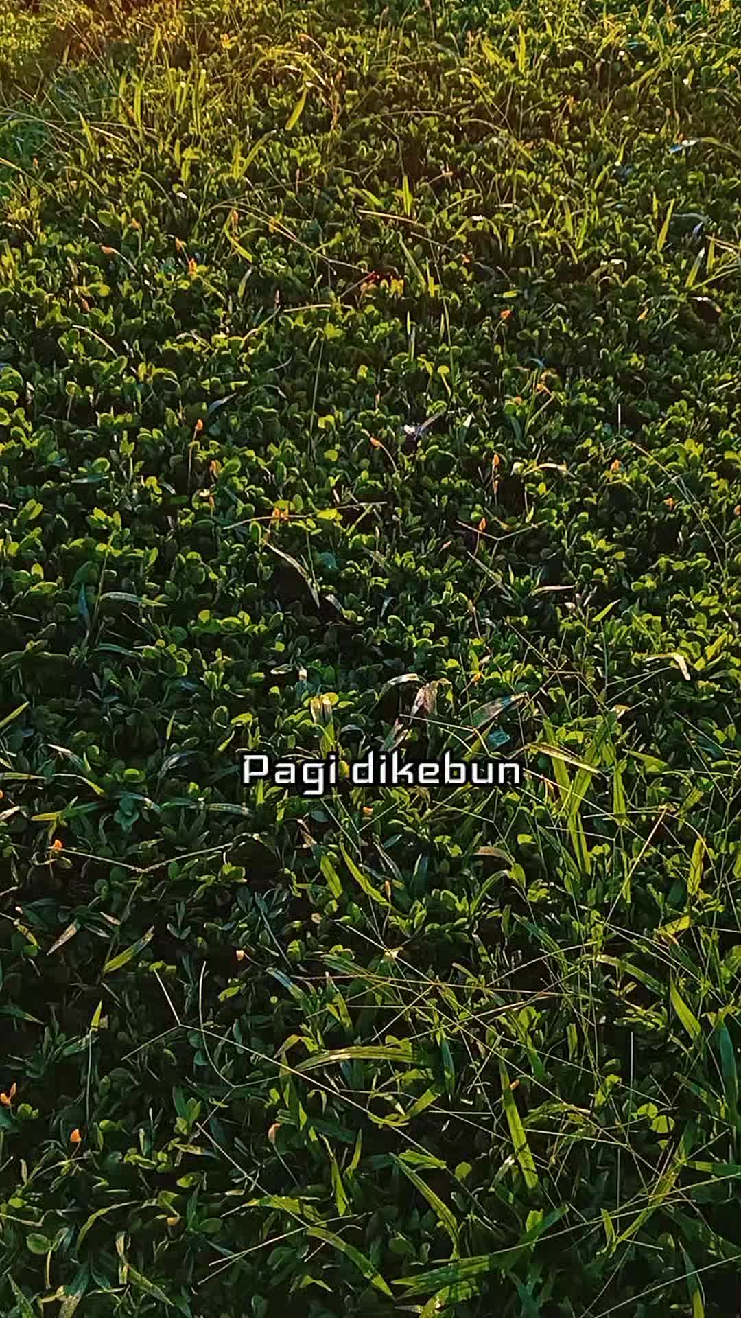@ADY DURIAN FARM 🌳