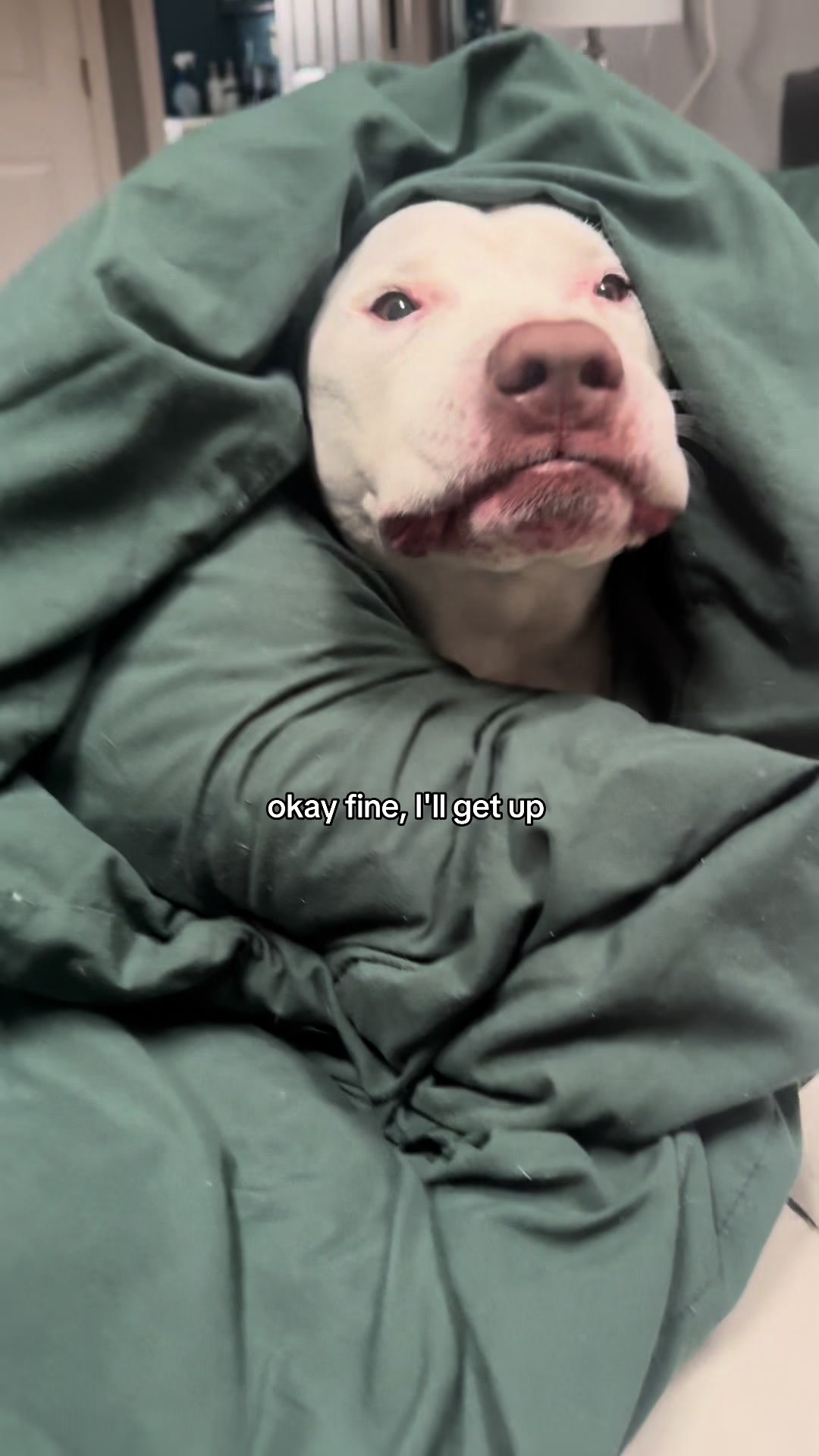 @DIOJI.the.DOG