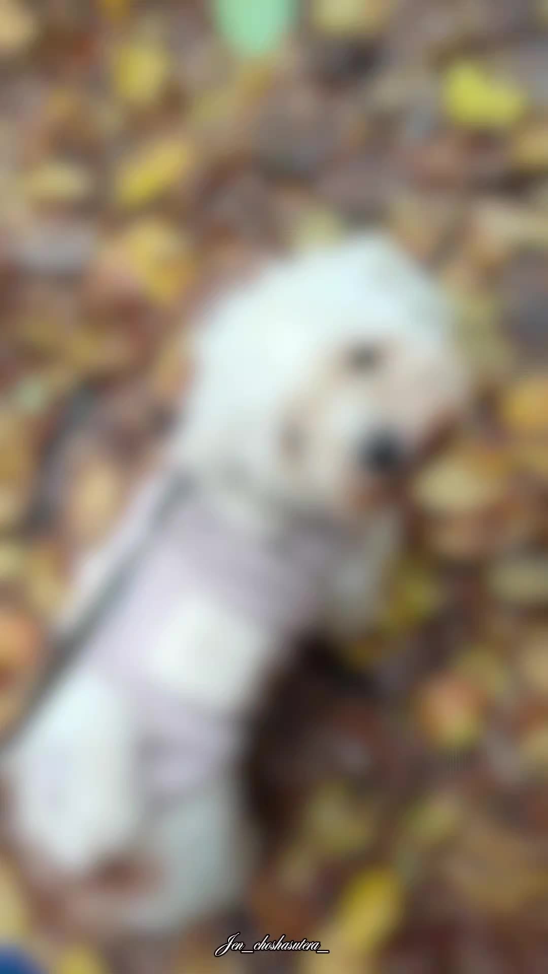 @HundeMom🐺🐶🐕🐶🥒