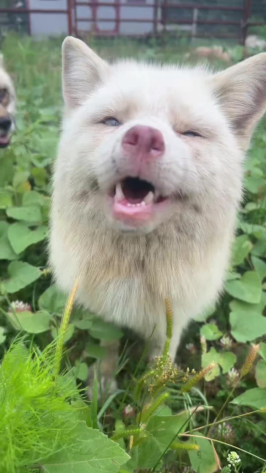 @Clevyr Creatures Fox Sanctuary