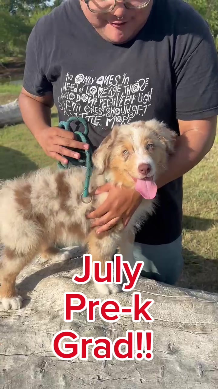 @Bluebonnet Ridge Aussies