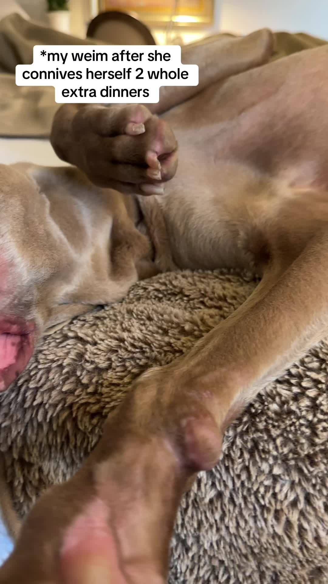 @Zoey the Weim