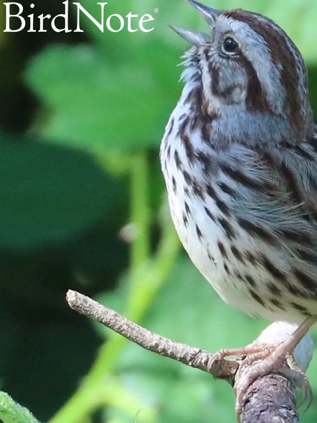 @BirdNote