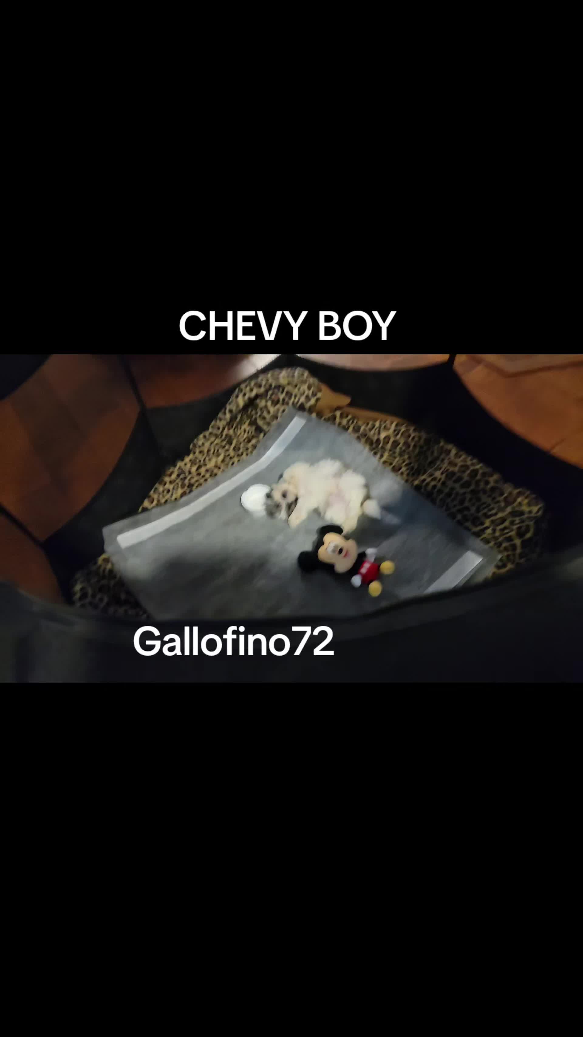 @ElGalloFino