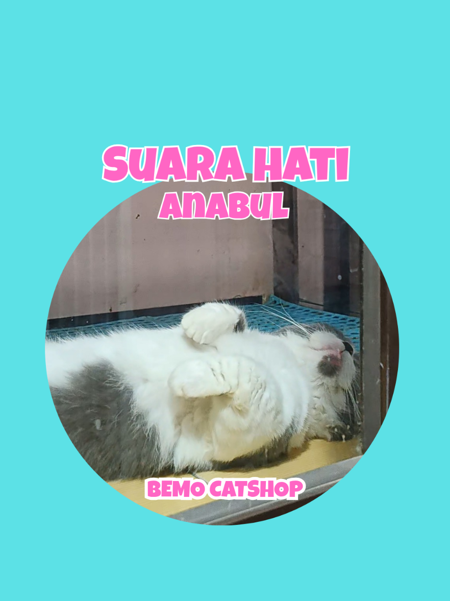 @Bemo Catshop