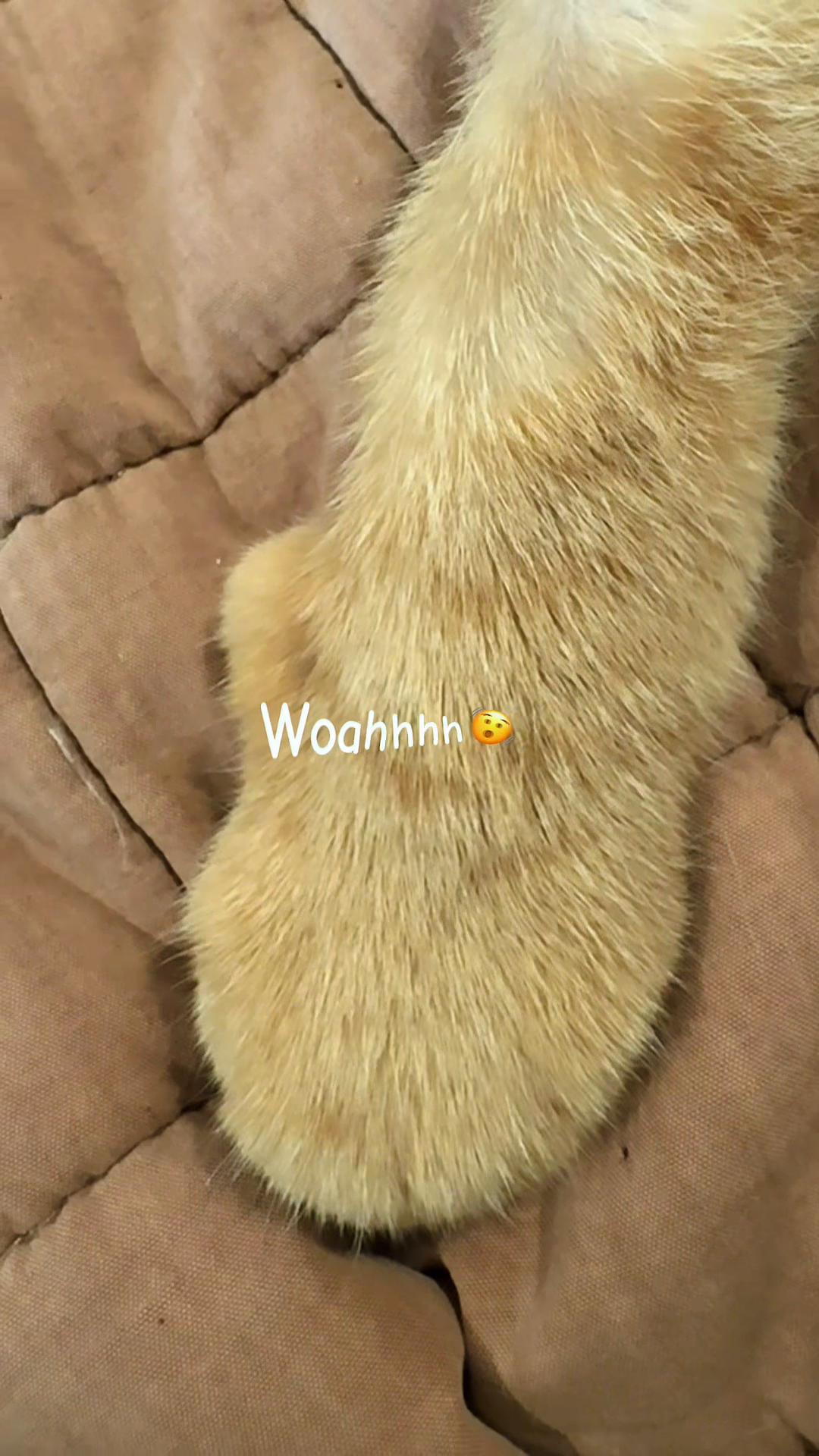 @just_gordo_9