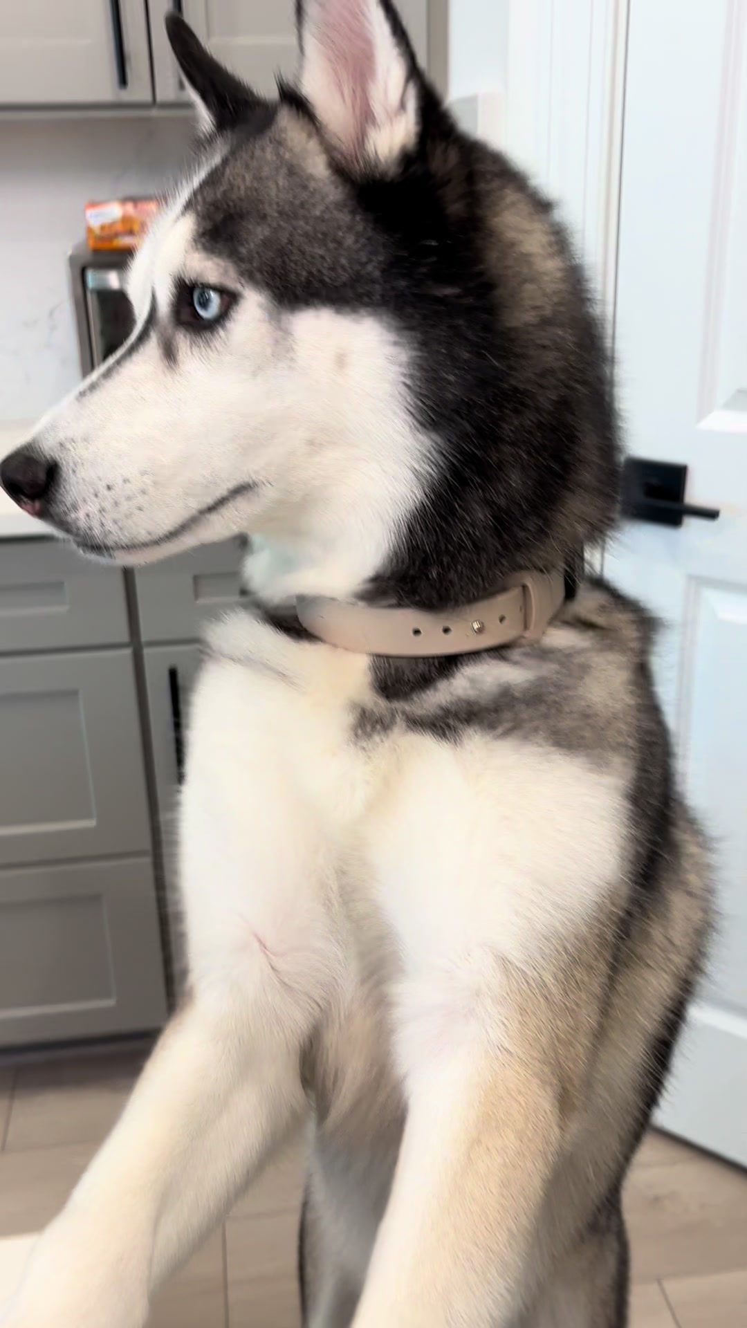 @lifewith2huskies