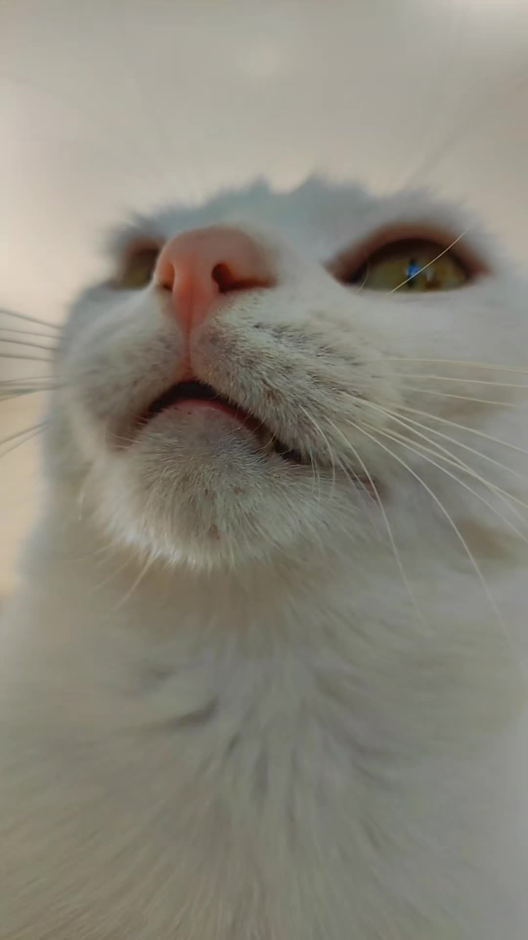 @Narcisi Rossi🐈&zwj;⬛🫧🫧🐾