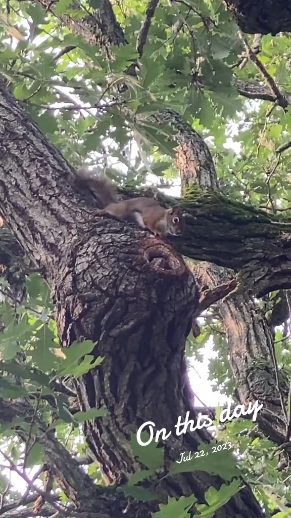 @🇨🇦 Alison Logee 🥰🐿