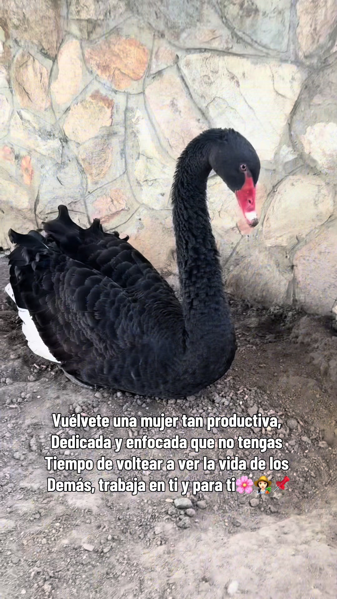 @Granjamascotalandiayaracuy