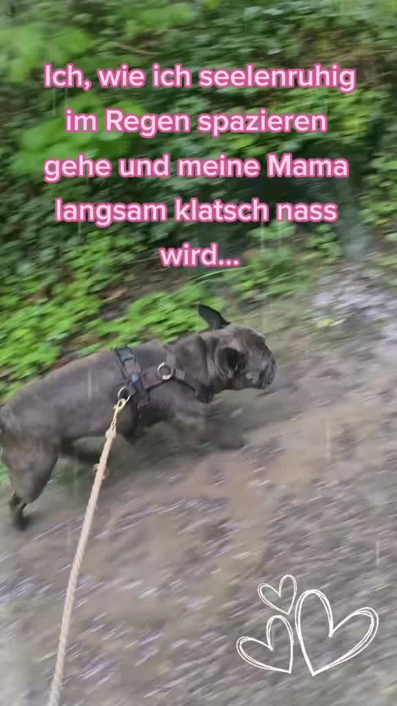 @FrenchieFrieda