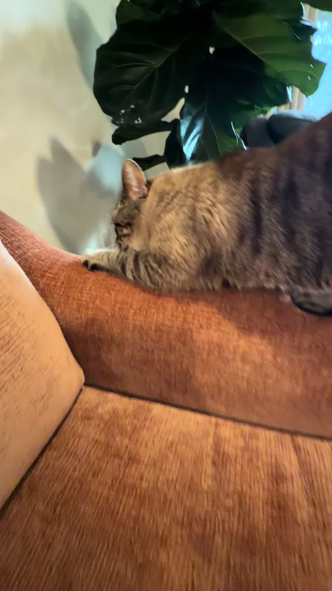 @PepperTheCat