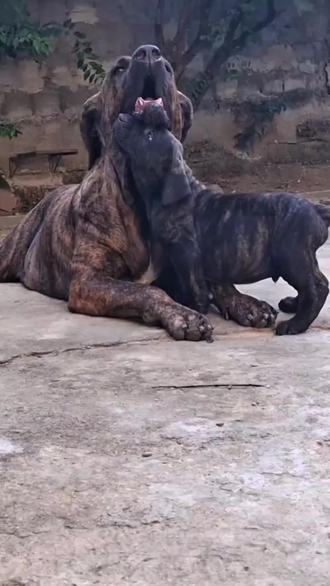 @Zona dos Cães