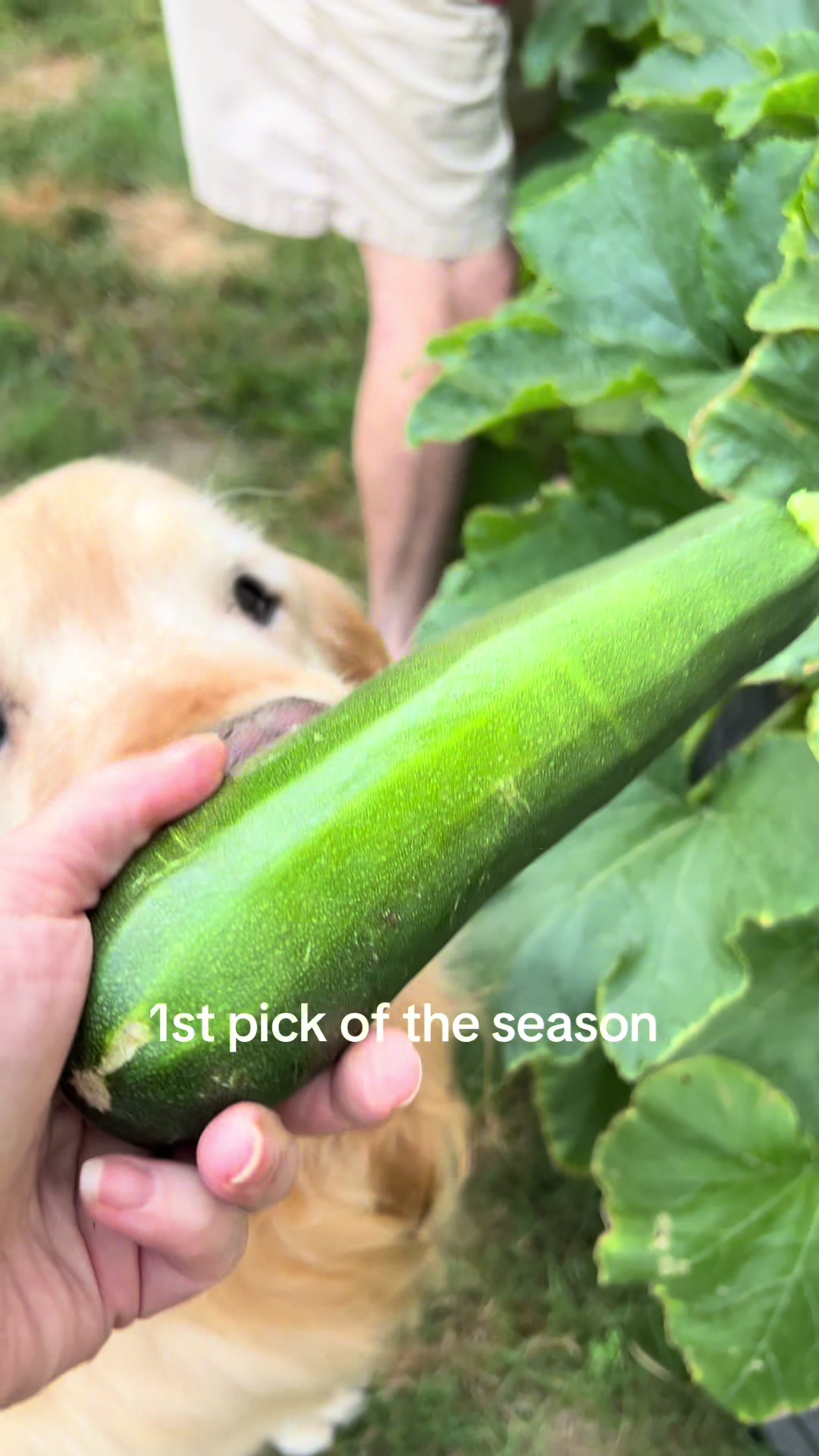 @Kody the Golden