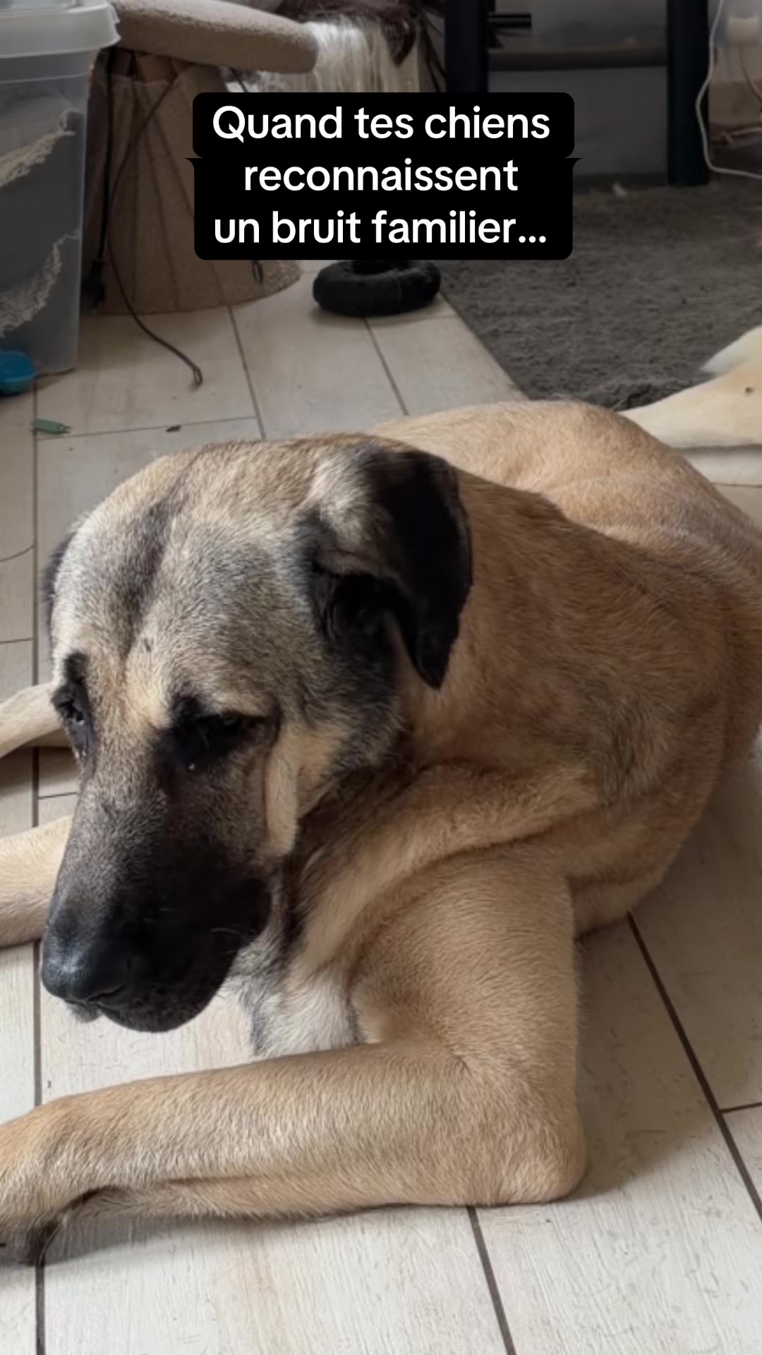 @Purekangal