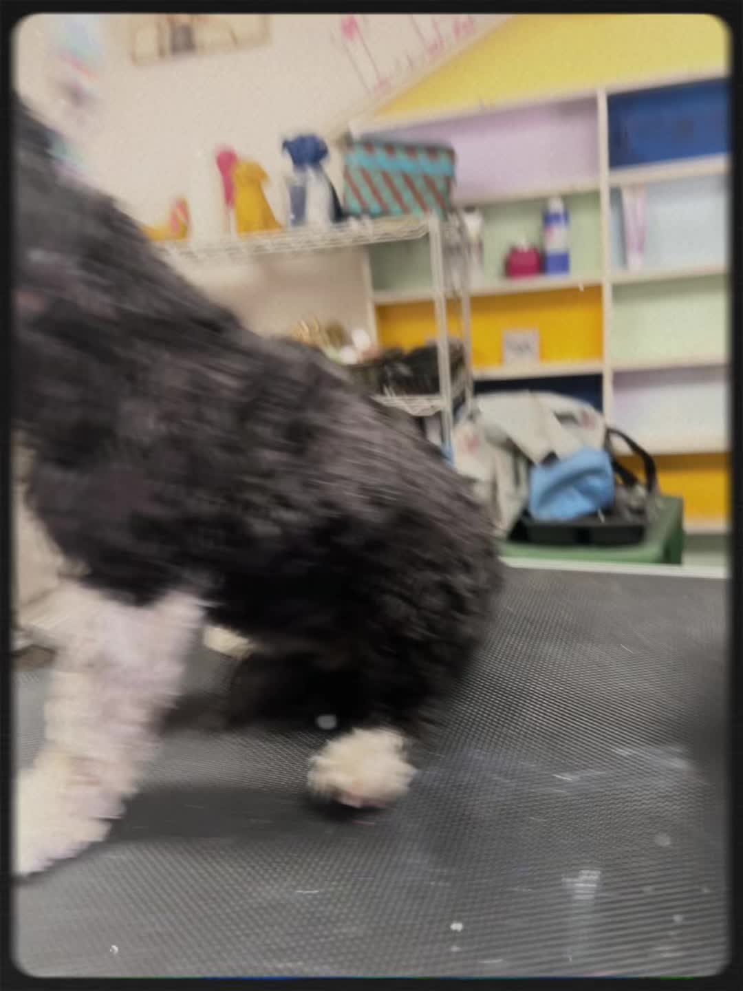 @Doggie Dog World