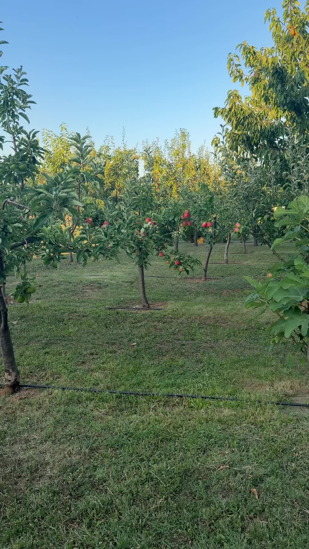 @Gentiana Ipekli