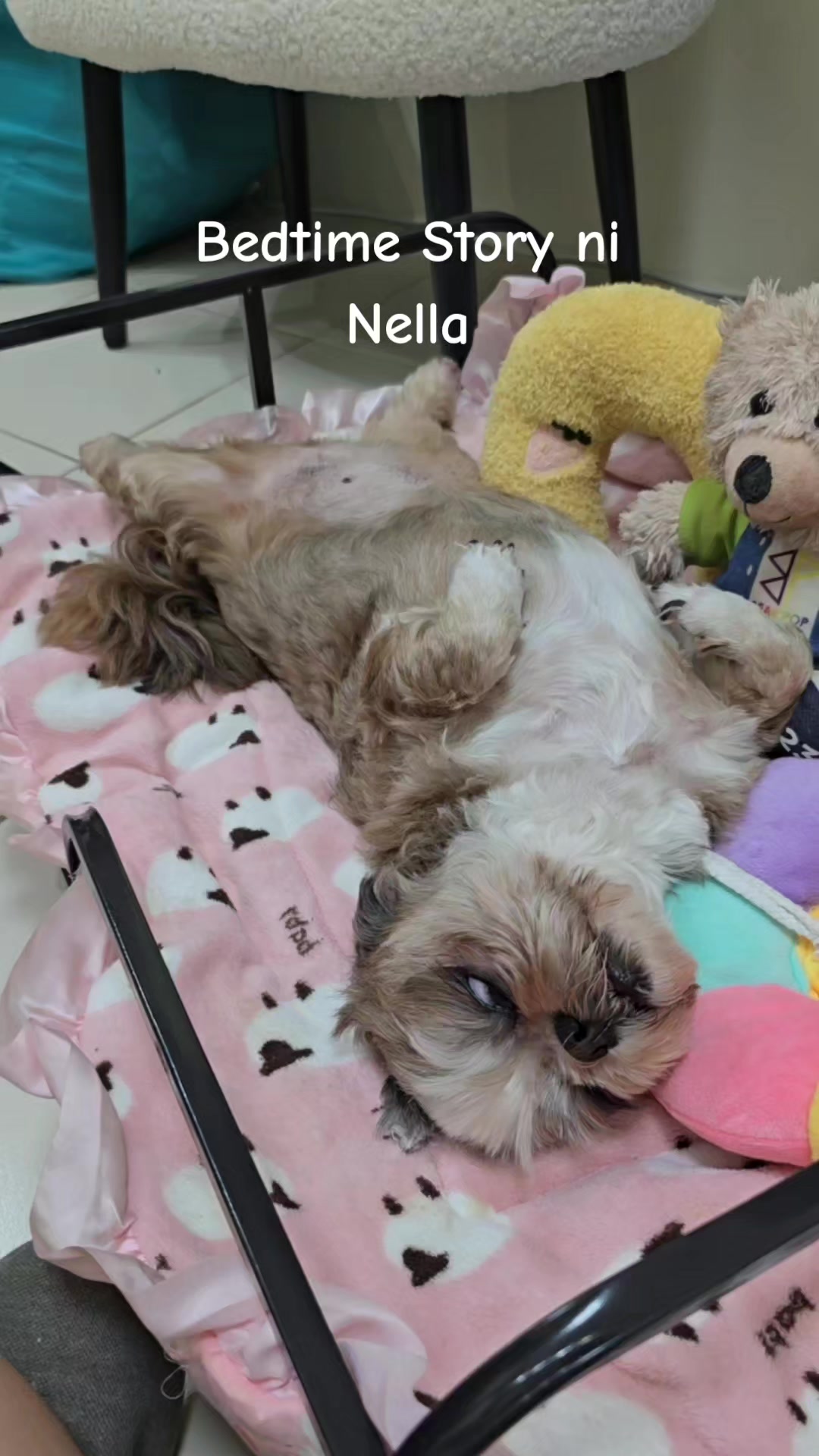 @Nella and Lucky the Shih🐶