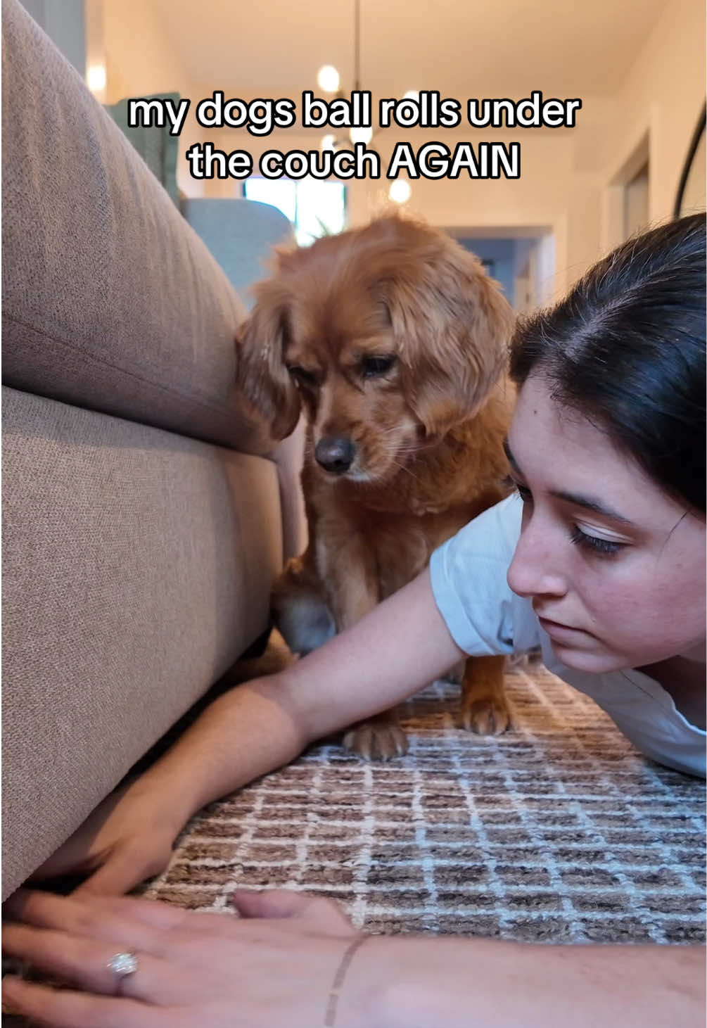 @joeythegoldencavalier