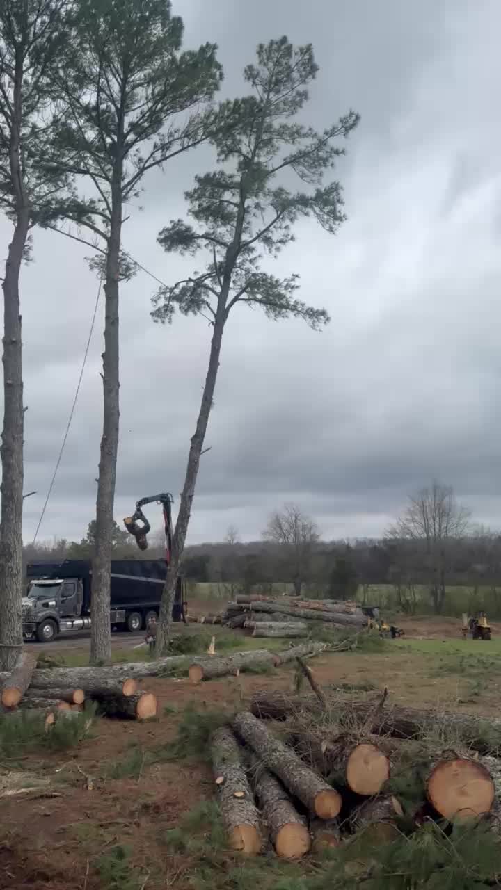 @TLC TREE CHAD