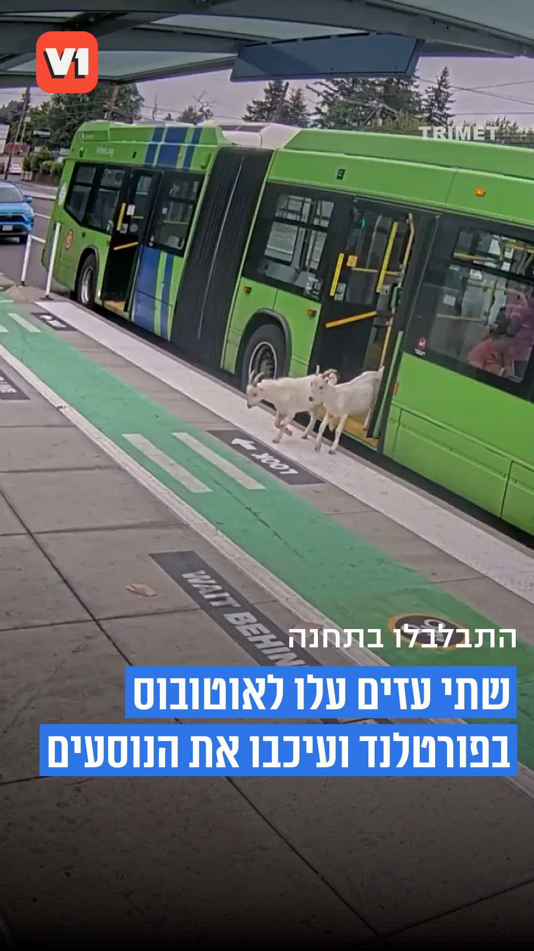 @V1 israel