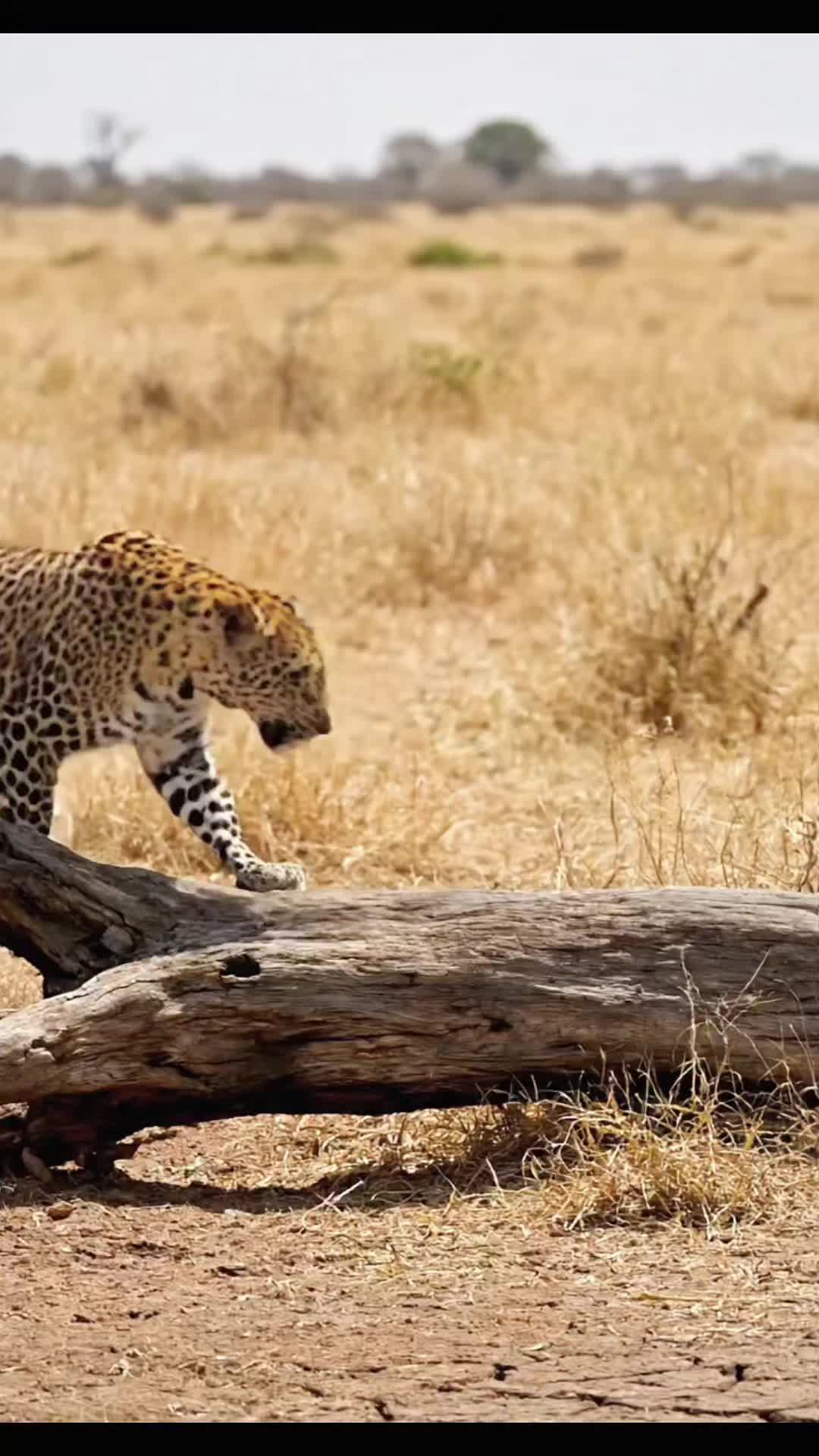 @SafariAnimalsHub