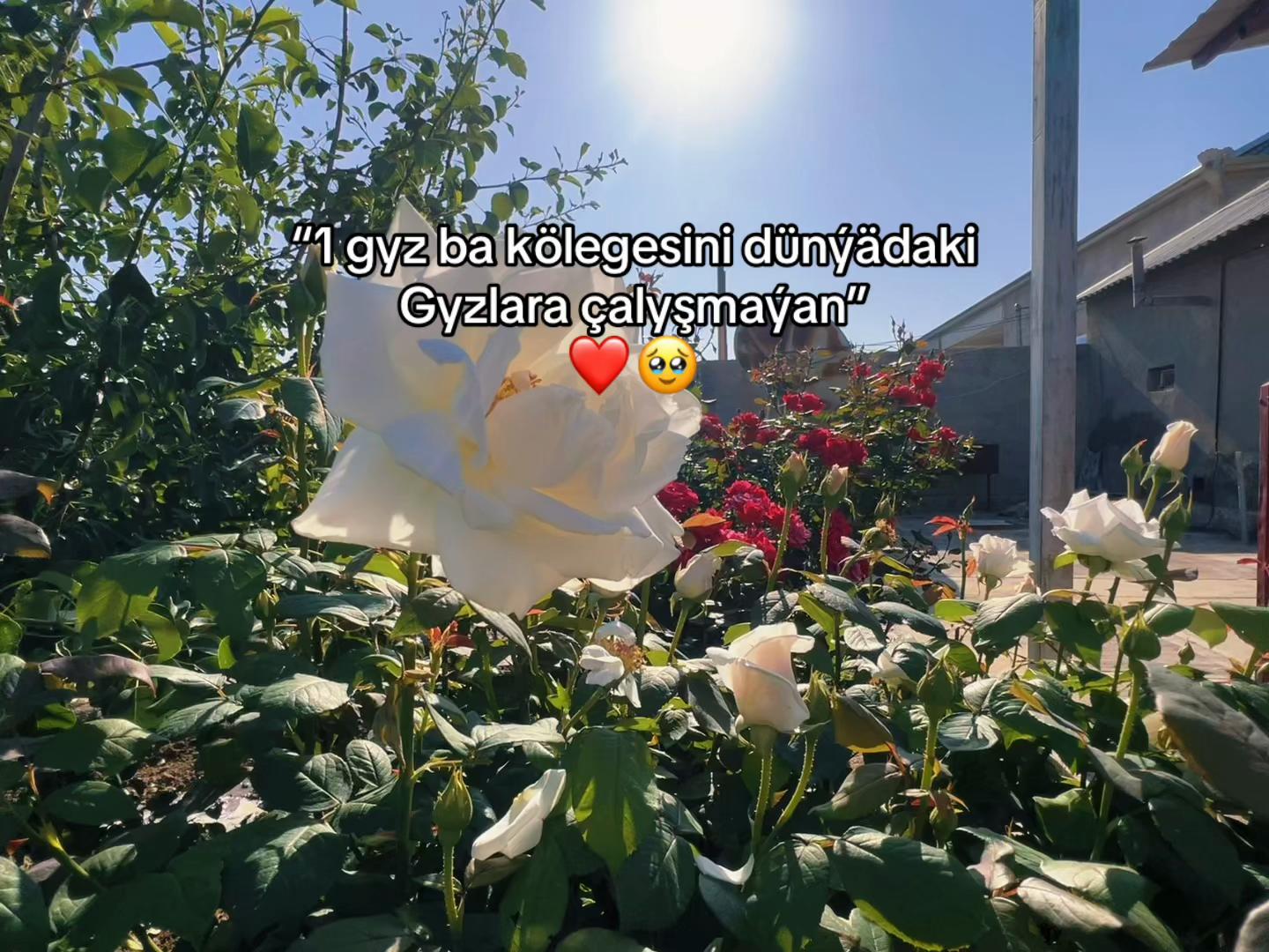 @𝑃ä𝑙𝑙𝑖_44🇹🇷