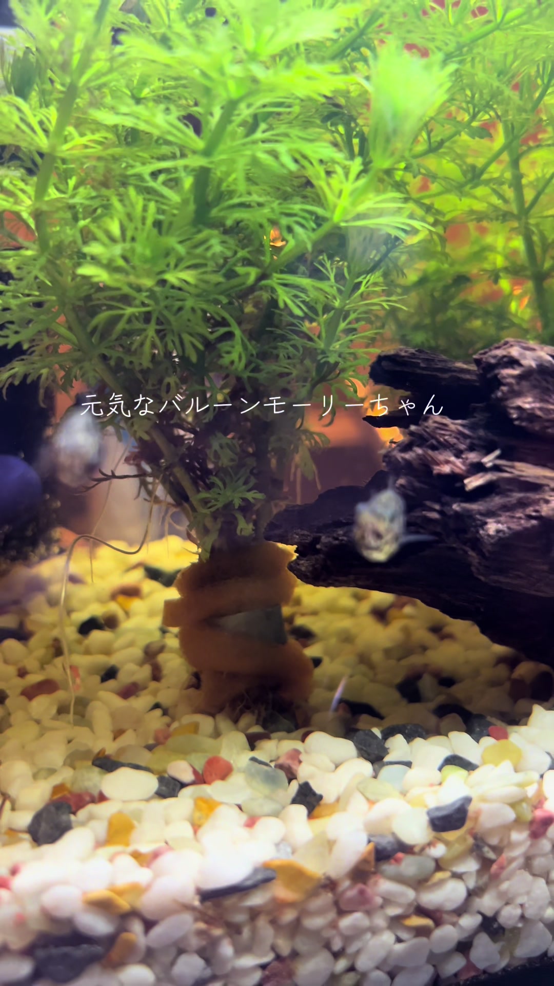 @メダカ屋の見習い🔰