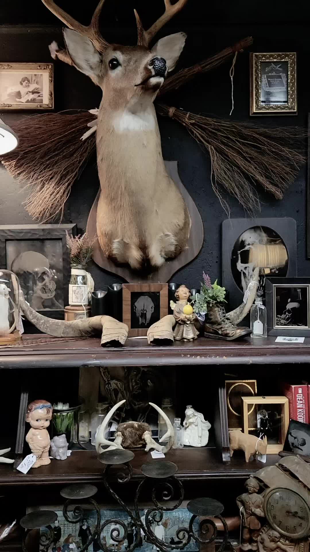 @blackorchidcuriosities