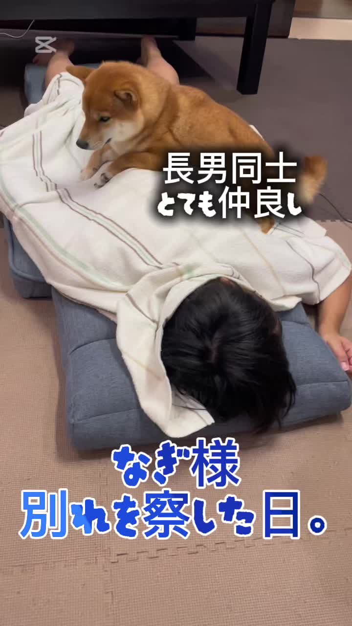 @こまめとしばーず🐾
