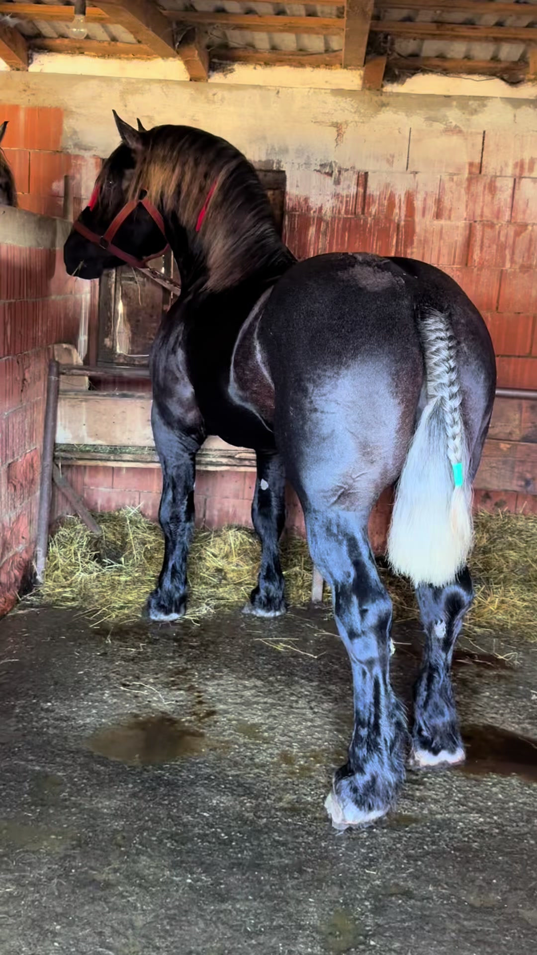 @🐴Spartanu🐴