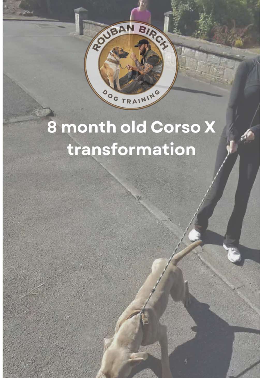 @rbdogtraining