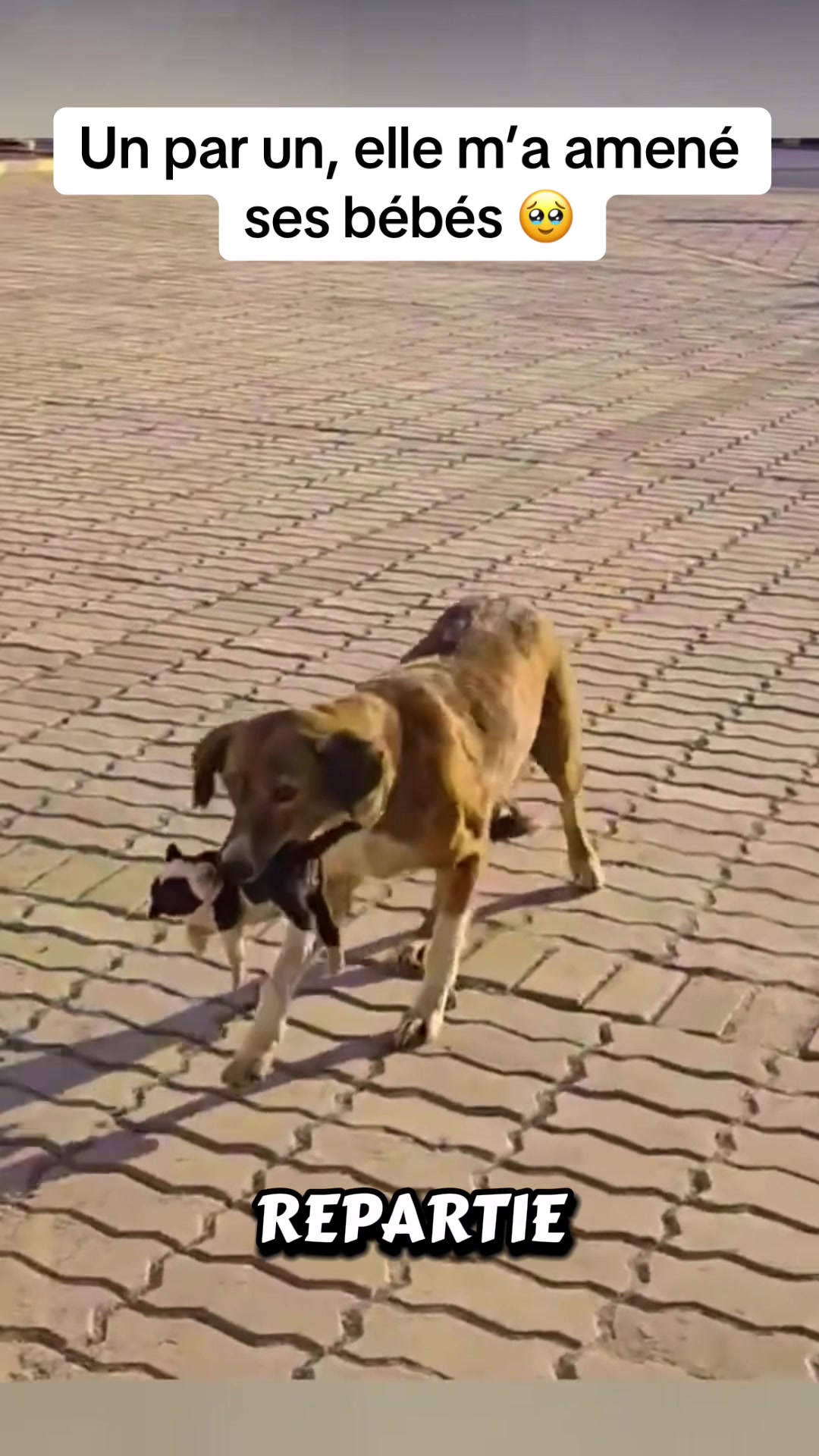 @rescueanimals69