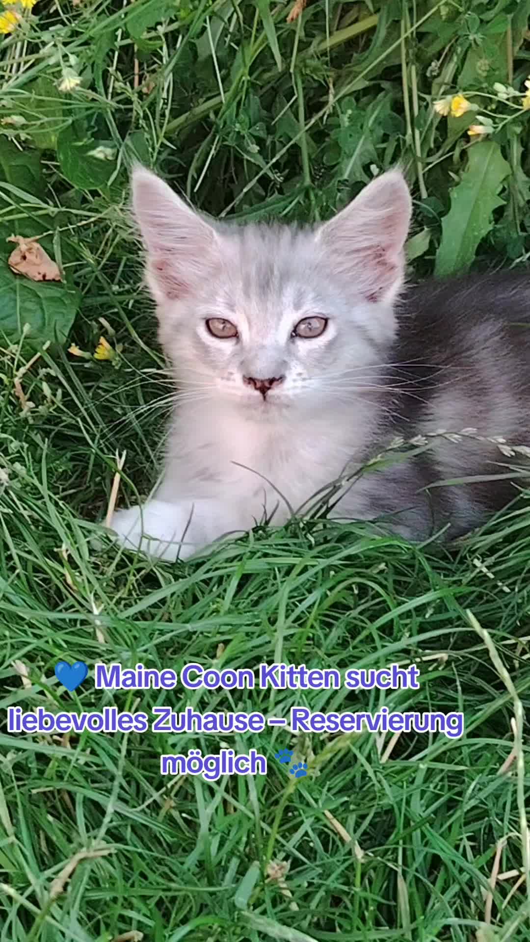 @Maine Coon Zucht WILD KRAFTS