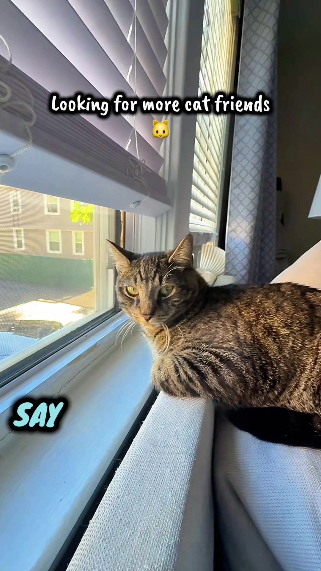 @TailsandWhiskersCo