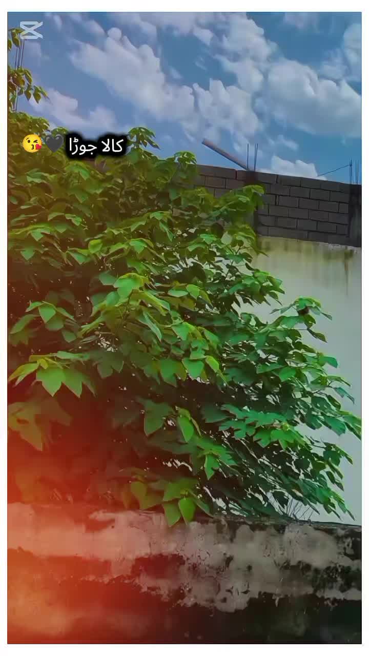 @( ٹائیگر🦁MANi👑
