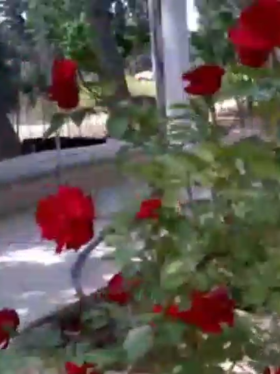 @samer_maktabi