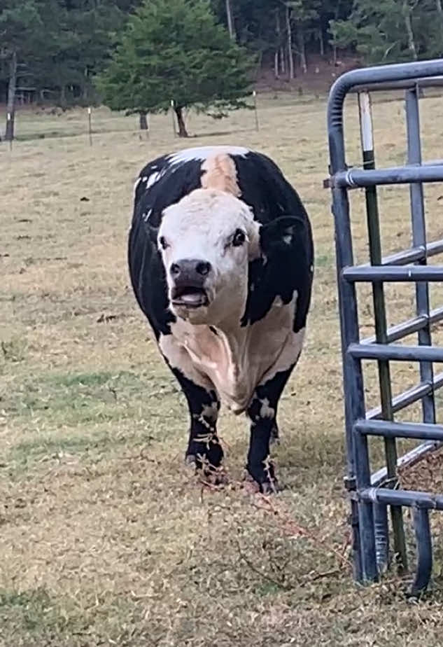 @Georgia Farm Girl