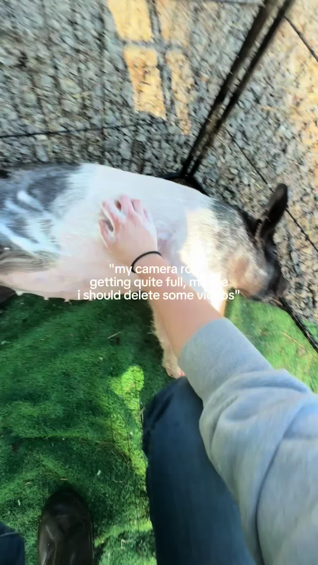 @t.m.livestock