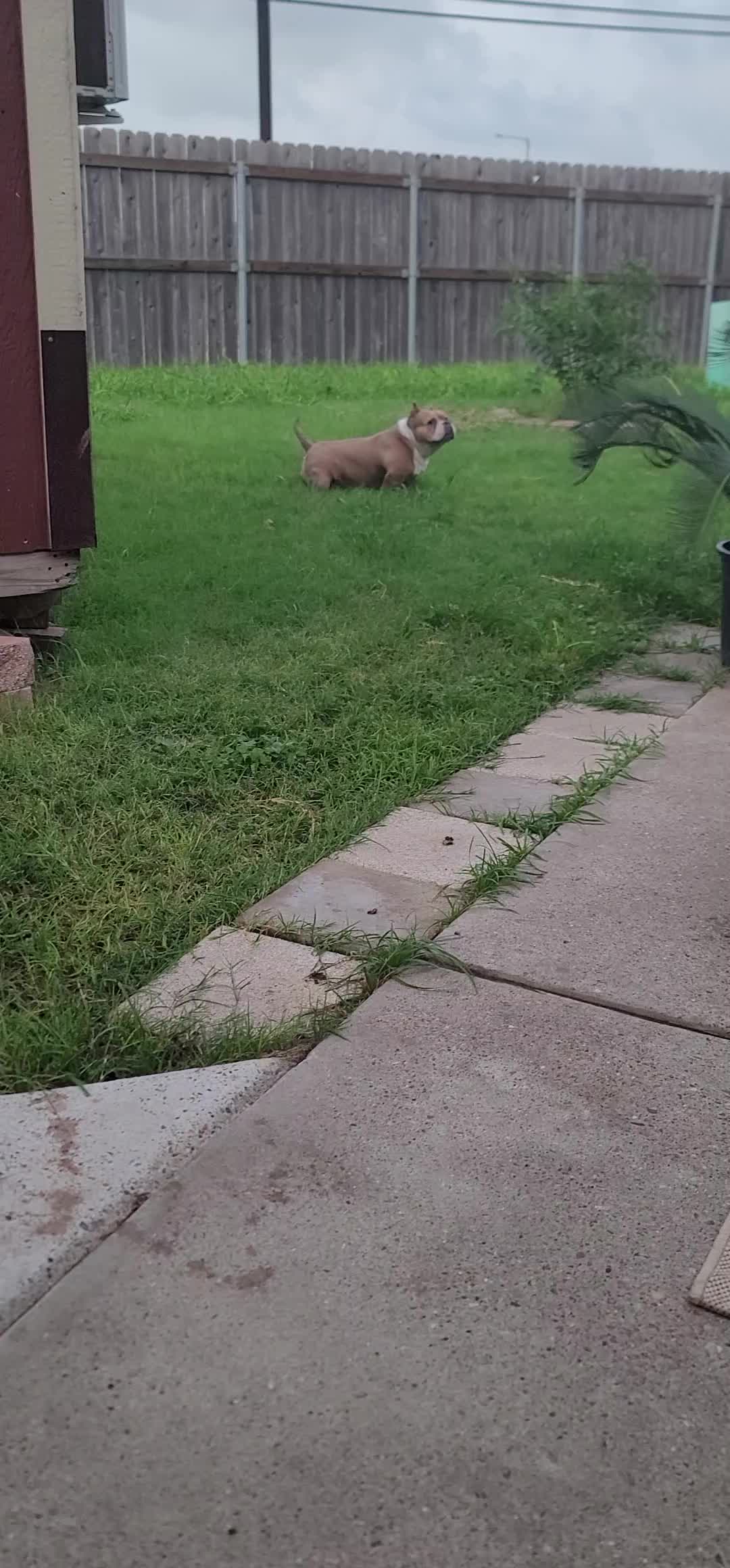 @Crookedcitykennel